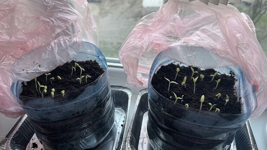 Городники назвали причину, чому розсада на підвіконні повільно сходить. Фото: Добрі новини 