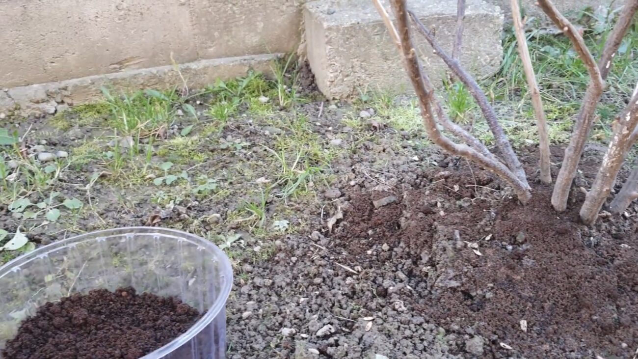 Господині розповіли, як використовувати кавовий жмих вдома та на городі. Фото: YouTube Сад і Виноград 