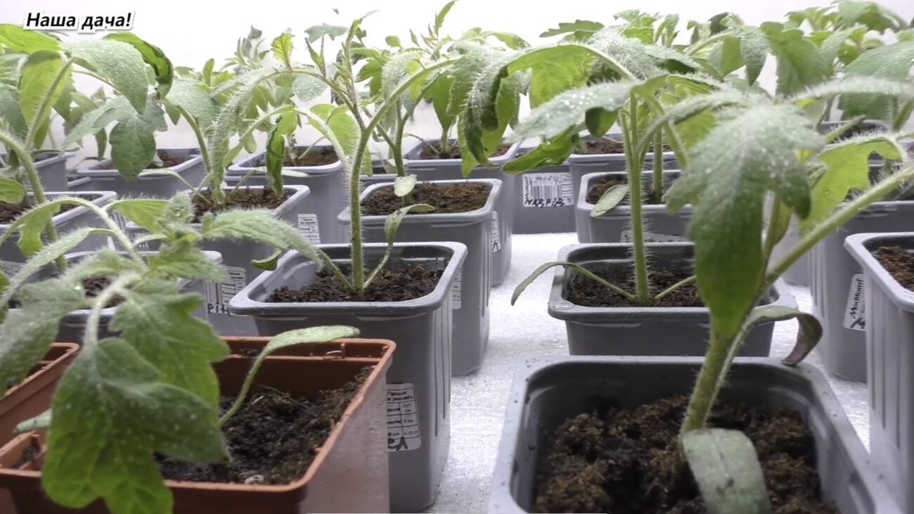 Дачники розповіли, що додати в ґрунт при висадці томатів для міцного стебла. Фото: YouTube Наша Дача! 