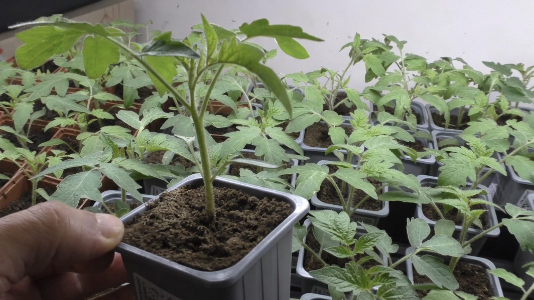 Дачники розповіли, що додати в ґрунт при висадці томатів для міцного стебла. Фото: YouTube Наша Дача!