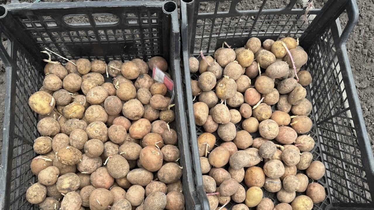 Городники розповіли, які сорти картоплі обрати для висадки у травні. Фото: Добрі новини 
