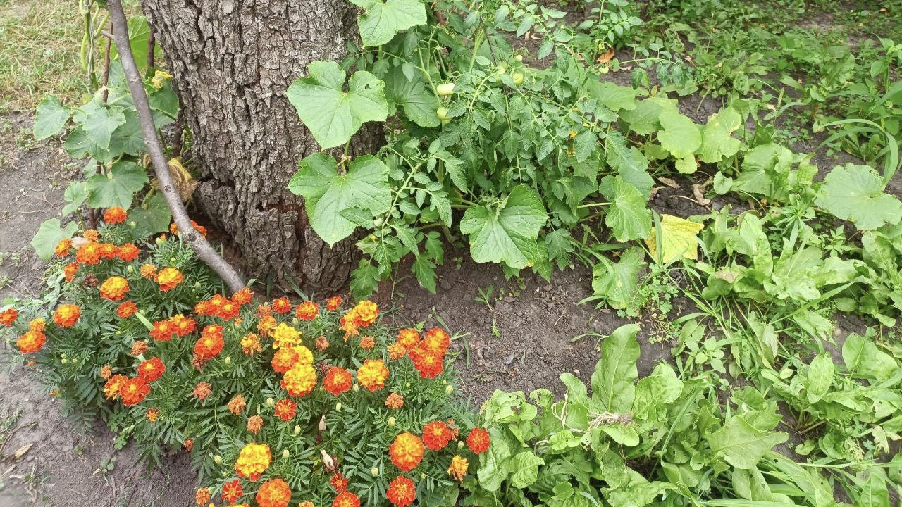 Садівники розповіли, як звичайні чорнобривці захищають сад від попелиці. Фото: Добрі новини 