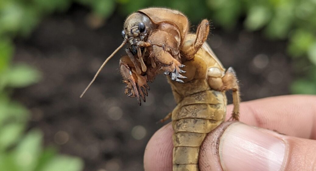 Підземний “монстр” на городі: як перемогти капустянку за допомогою 1 курячого яйця – раз і назавжди 