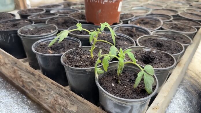 Дачники розповіли, чим підживити помідори після пікірування. Фото: YouTube Все своє 