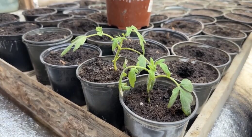 Після пікірування помідори слабшають “на очах”: 1 підживлення робить їх “міцними велетнями” 