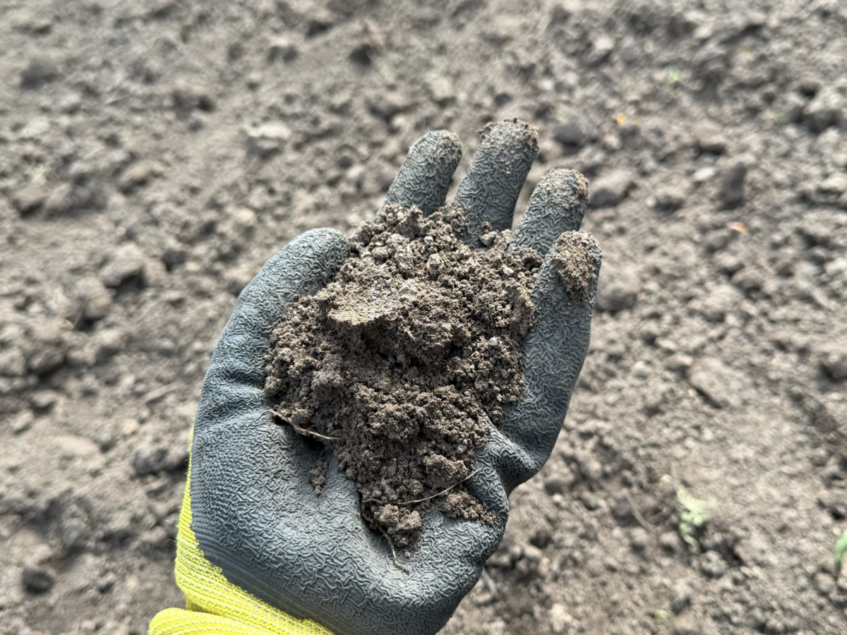 Агрономи дали пораду, як доглядати за ґрунтом на городі та у саду. Фото: Добрі новини 