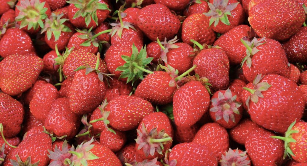 Змініть 1 деталь у поливі – і полуниця родитиме по 2 кілограми медових ягід з одного куща 