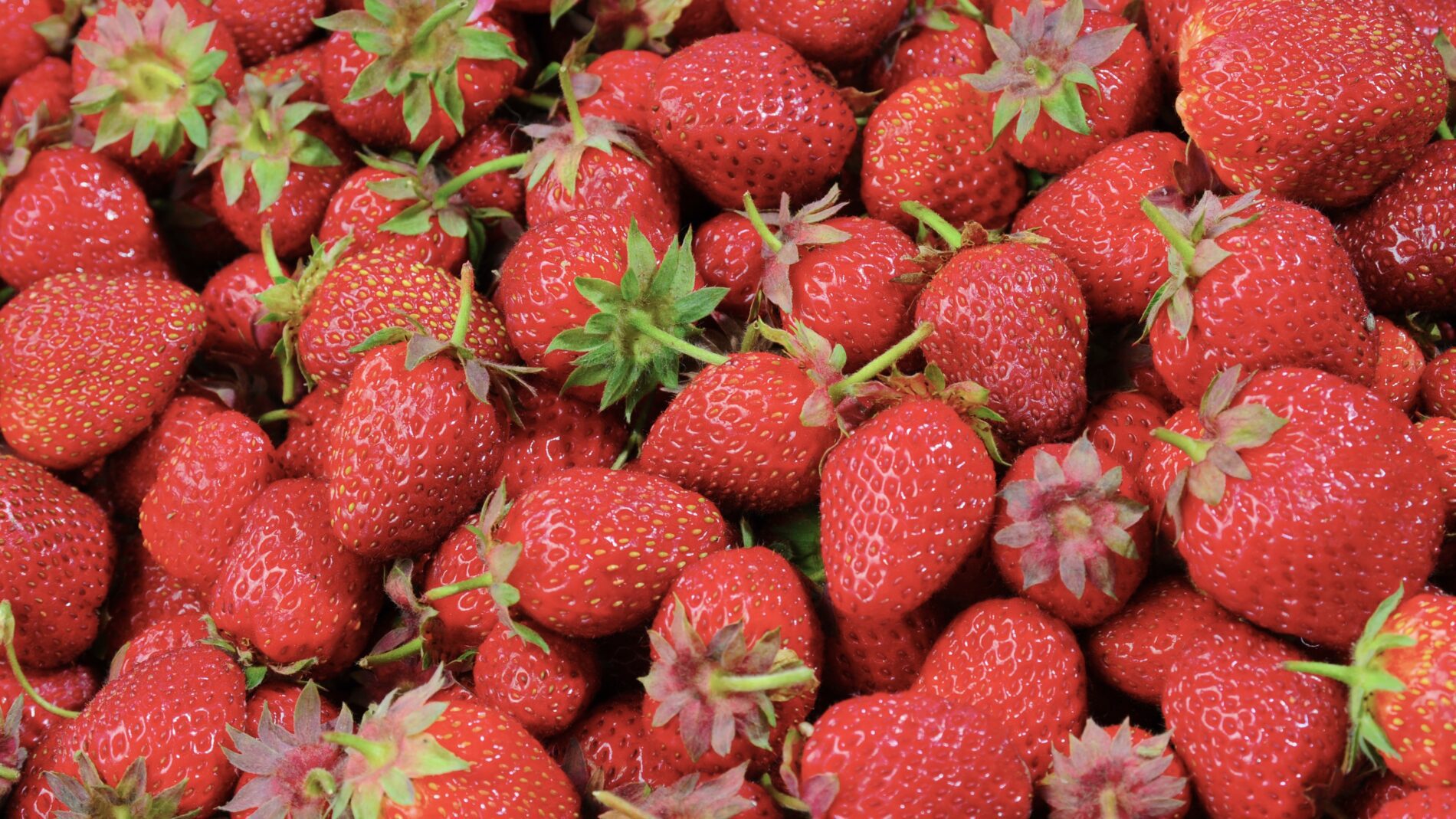 Городники розповіли, як правильно поливати полуницю для збільшення врожаю. Фото: pixabay.com 