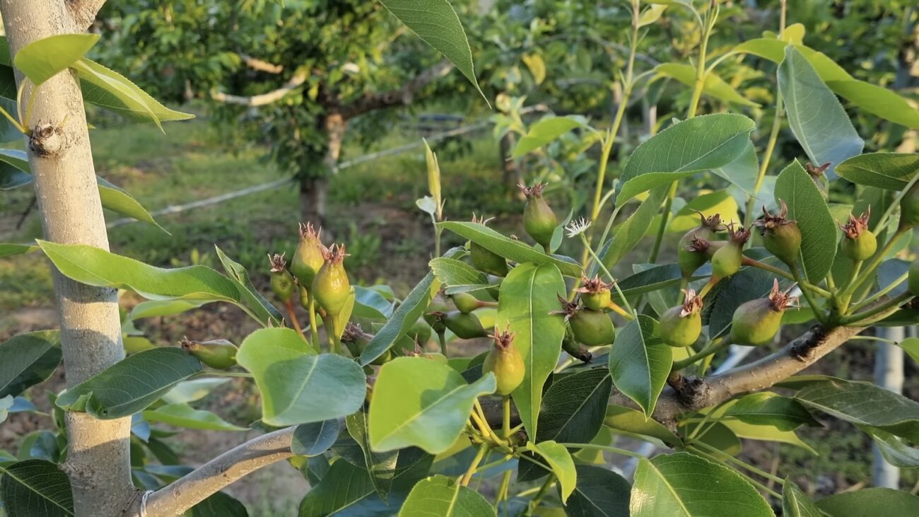 Городники розповіли, як правильно обробити яблука від плодожерки. Фото: YouTube Максим Гаранжа 