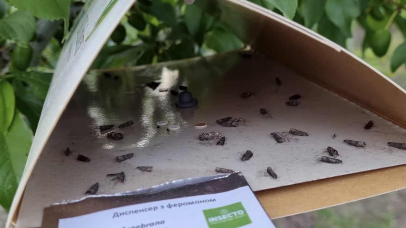 Городники розповіли, як правильно обробити яблука від плодожерки. Фото: YouTube Максим Гаранжа 