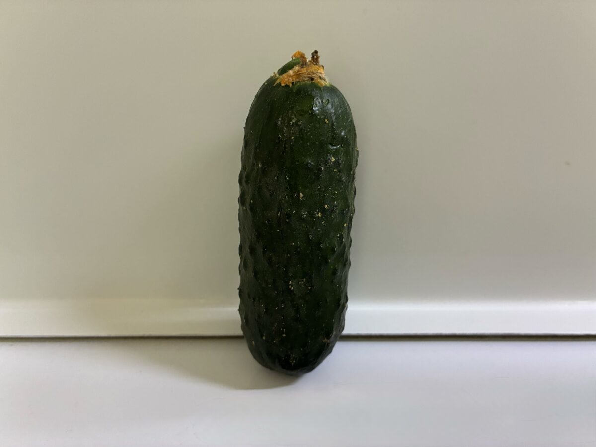 Городники порадили правильний спосіб пересадки розсади огірків. Фото: Добрі Новини