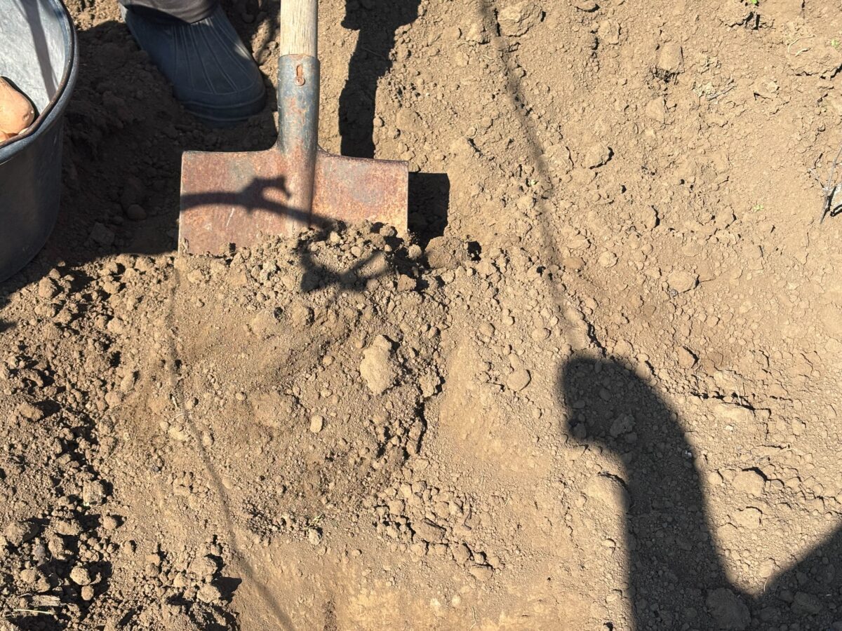 Городники порадили, яке добриво допоможе від витягування розсади. Фото: Добрі Новини