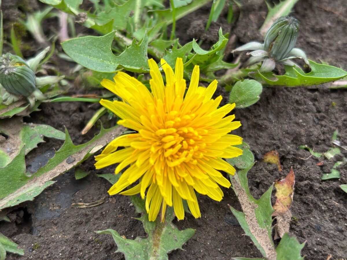 Експерти пояснили, як очистити грядки від бур'янів за допомогою дешевого засобу. Фото: Добрі Новини