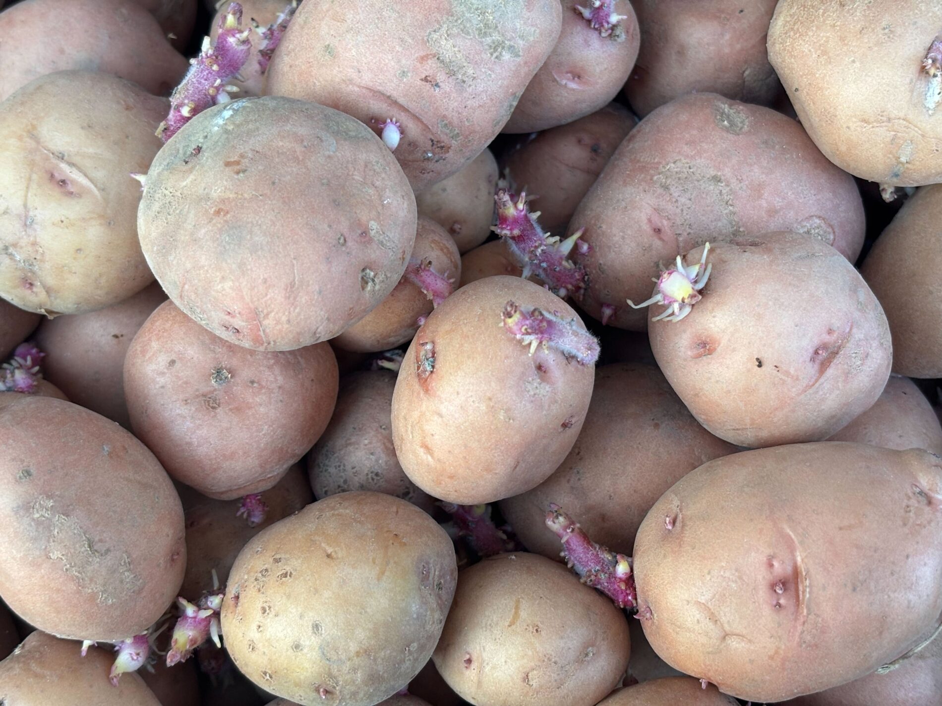 Який секрет високої врожайності картоплі. Фото: Добрі Новини