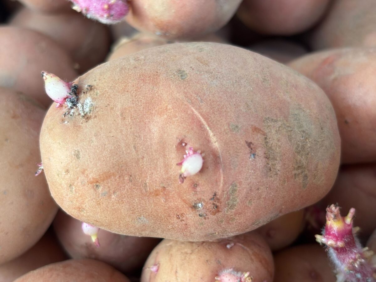 Городники порадили, яке добриво внести під картоплю для високої врожайності. Фото: Добрі Новини