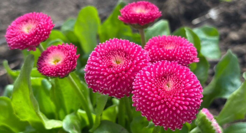 Саджаємо стокротки навесні: 1 спосіб, як отримати яскраве та довге цвітіння без клопоту 