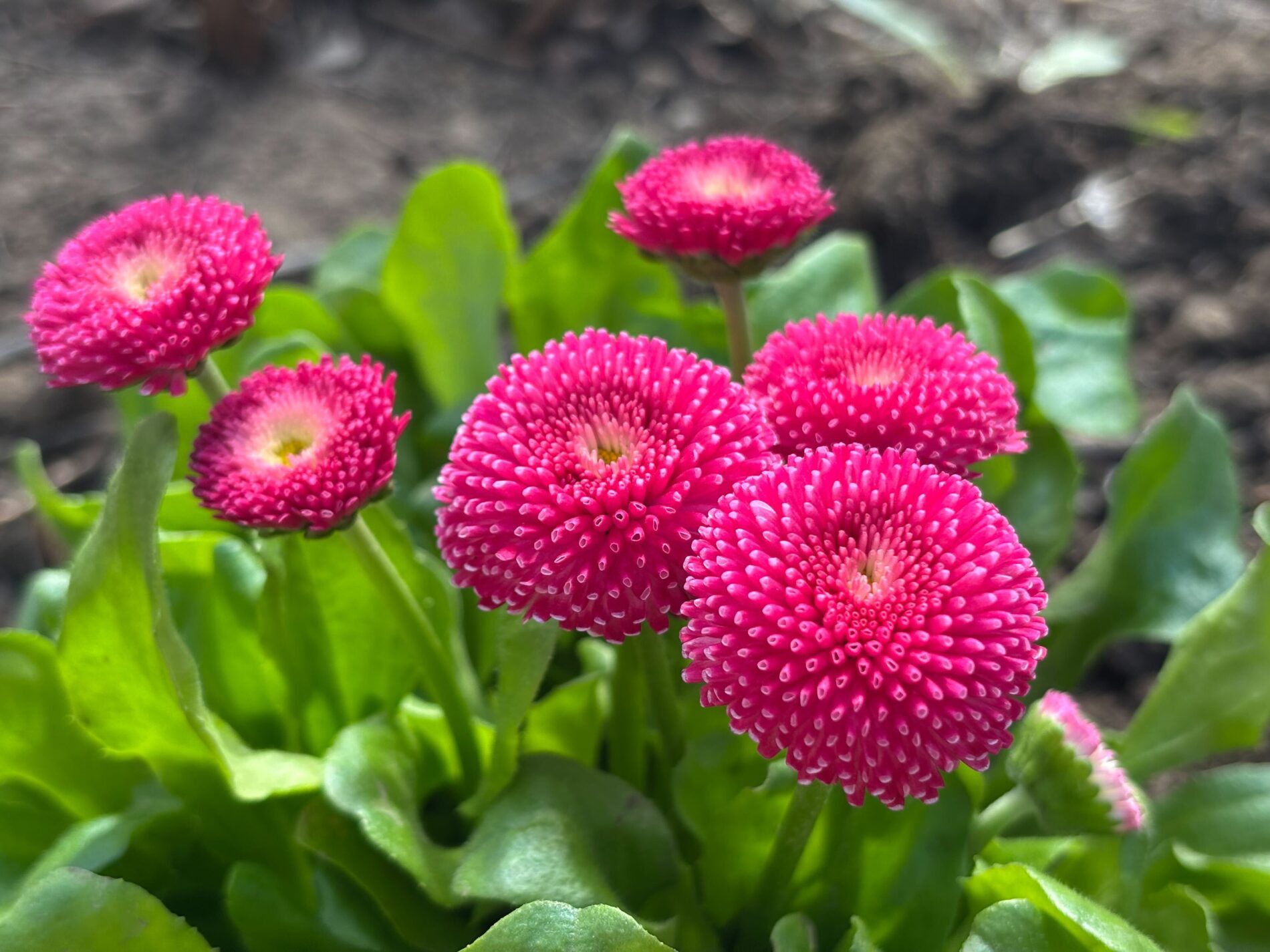 Як вирощувати стокротки. Фото: Добрі Новини