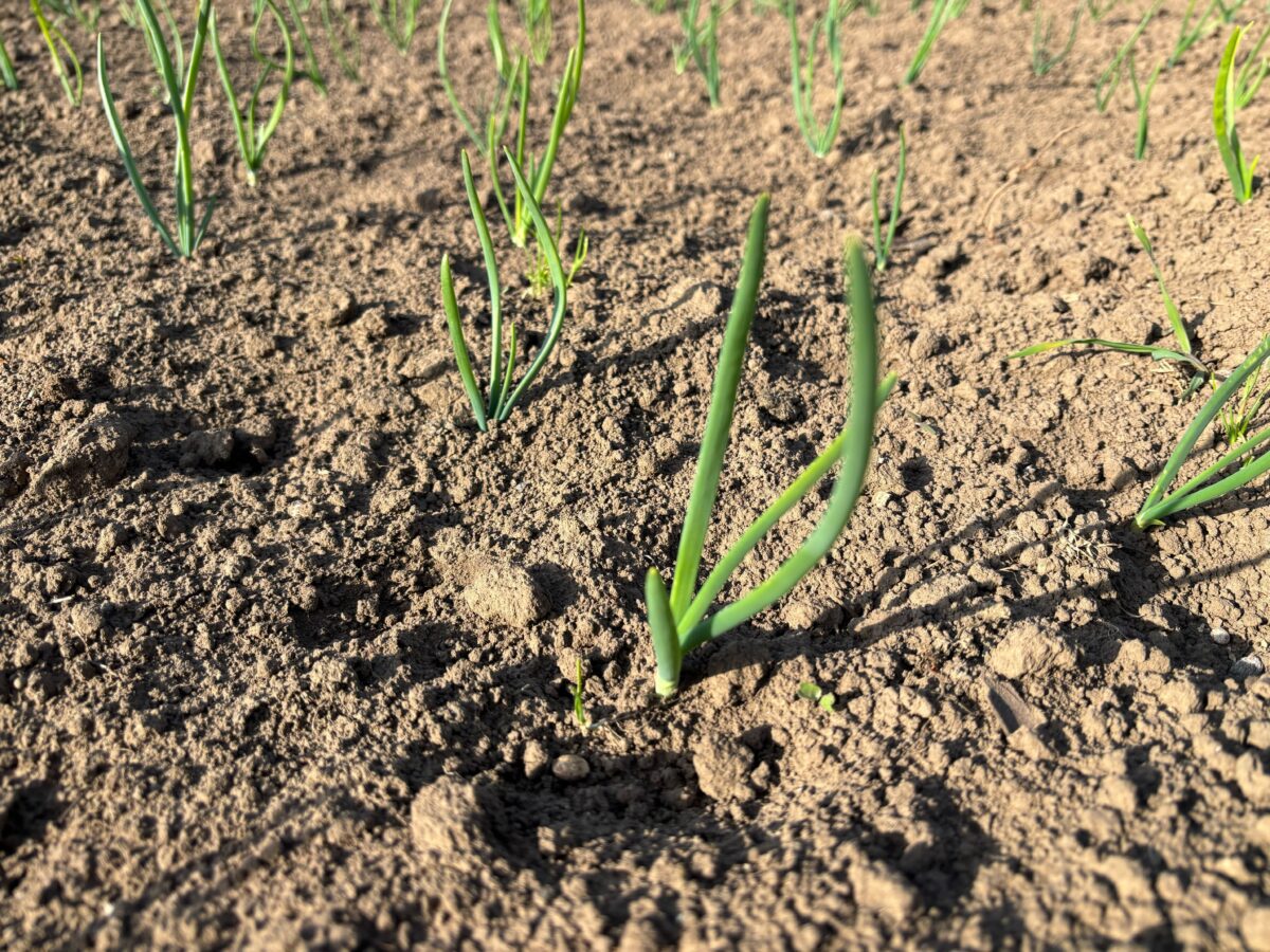 Городники розповіли, яке підживлення дати цибулі та часнику від пожовтілого пір'я. Фото: Добрі Новини