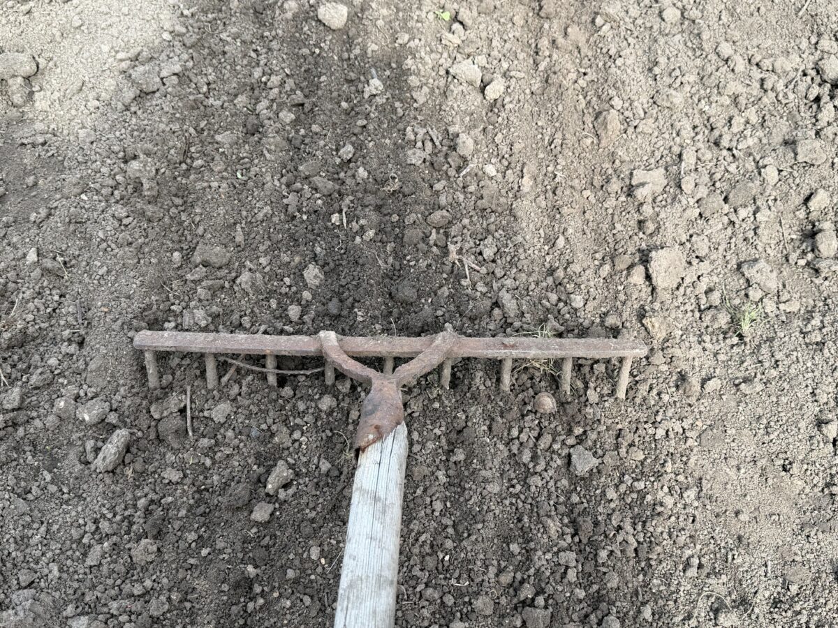 Городниця пояснила, які помилки при посадці томатів псують урожайність. Фото: Добрі Новини