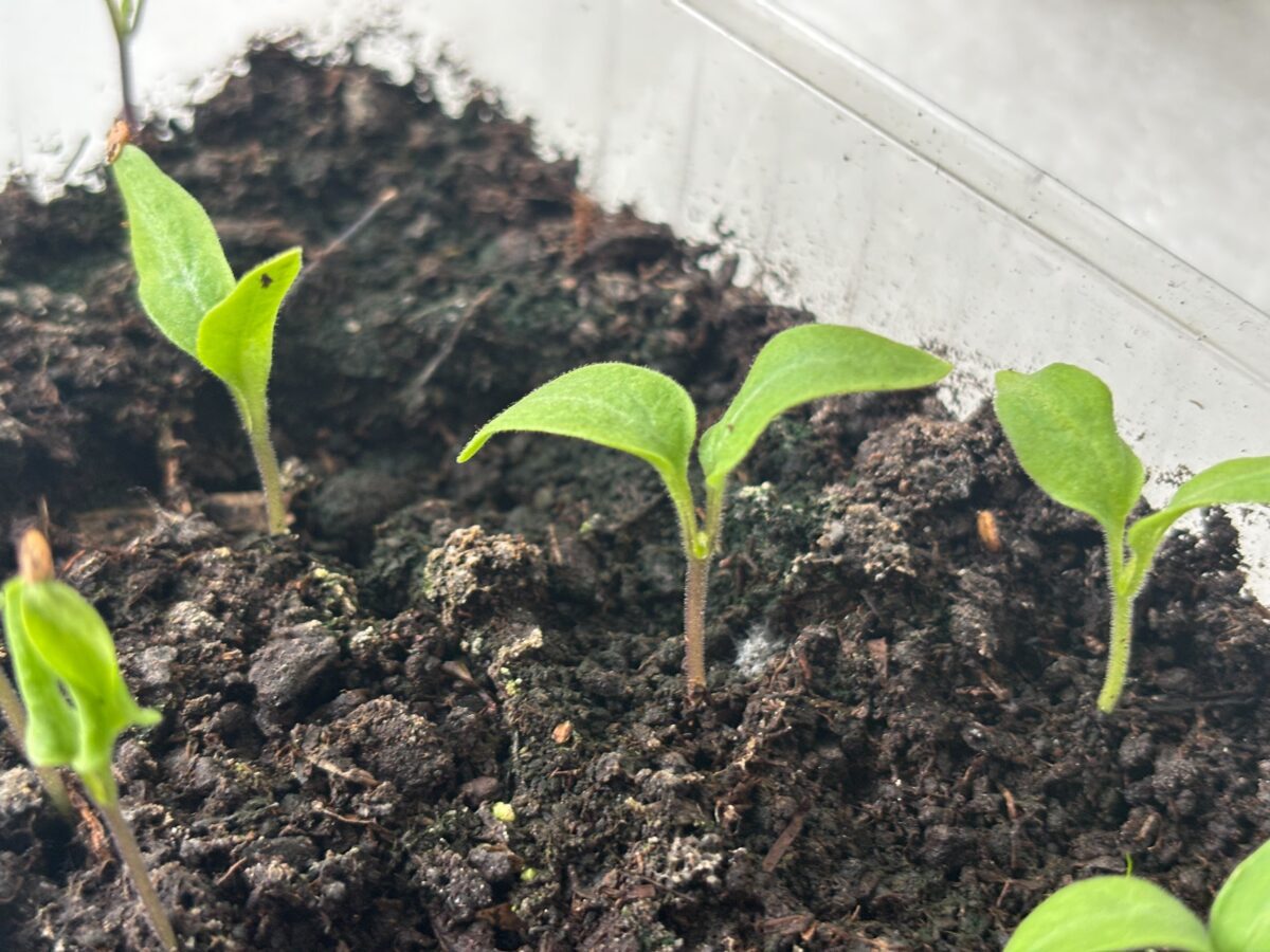 Експерти розповіли, яка помилка навесні може зіпсувати розсаду. Фото: Добрі Новини