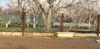 Добриво від жовтого пір'я цибулі та часнику. Фото: Добрі Новини