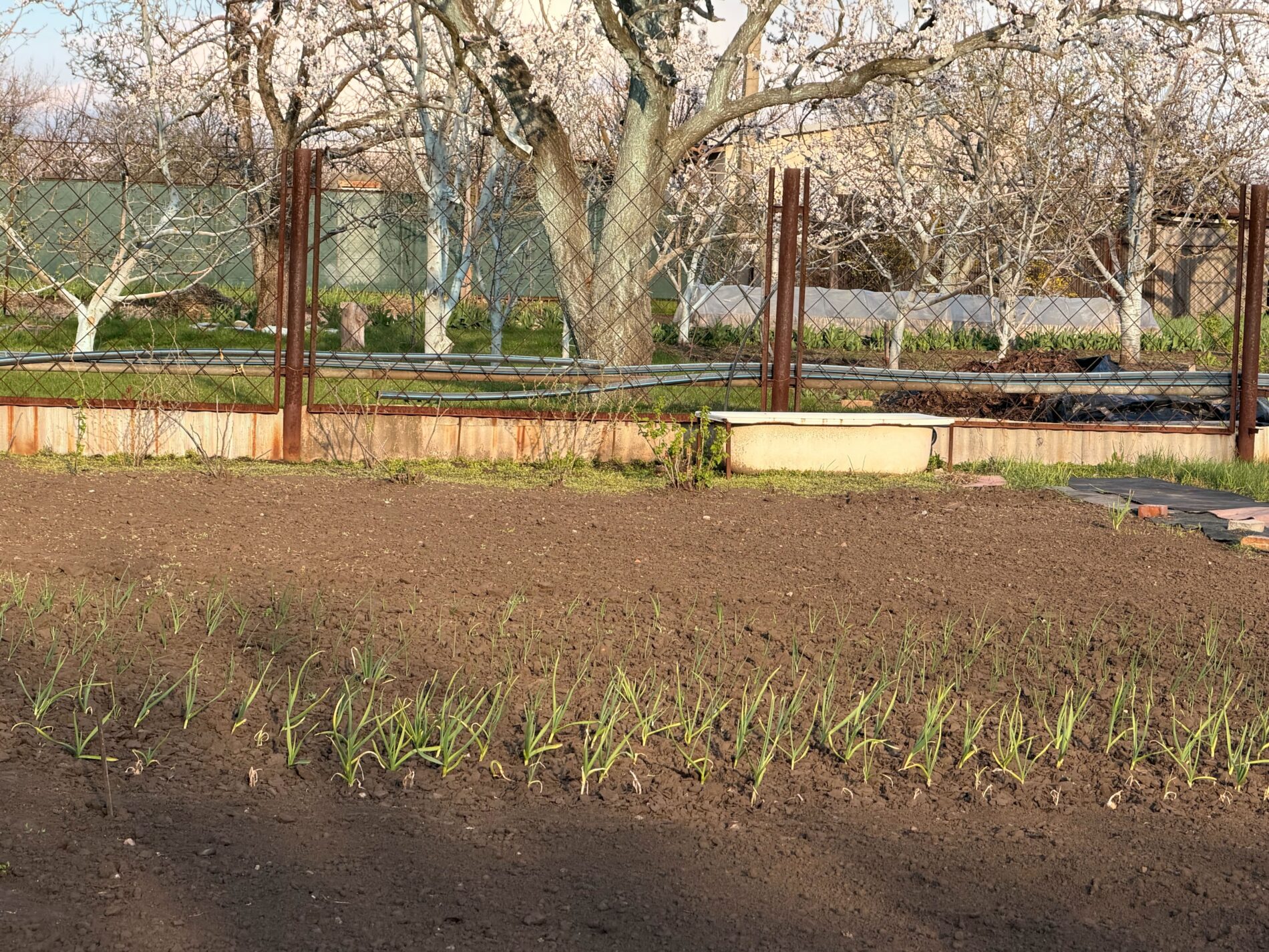 Добриво від жовтого пір'я цибулі та часнику. Фото: Добрі Новини