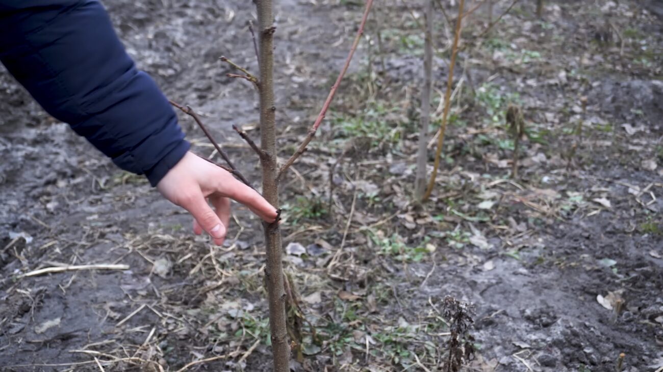 Садівники показали, як правильно обрізати персик навесні. Фото: YouTube-канал Секрети Виноградства і Садівництва Садівники показали, як правильно обрізати персик навесні. Фото: YouTube-канал Секрети Виноградства і Садівництва
