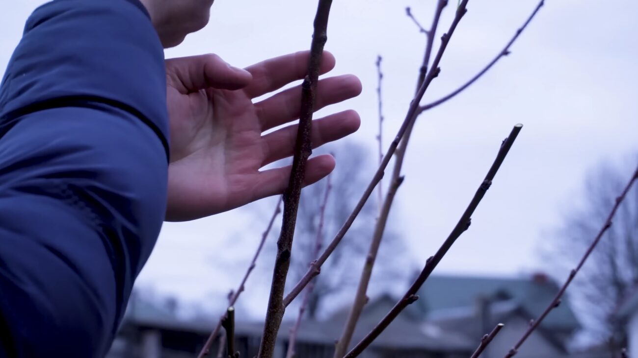 Садівники показали, як правильно обрізати персик навесні. Фото: YouTube-канал Секрети Виноградства і Садівництва Садівники показали, як правильно обрізати персик навесні. Фото: YouTube-канал Секрети Виноградства і Садівництва