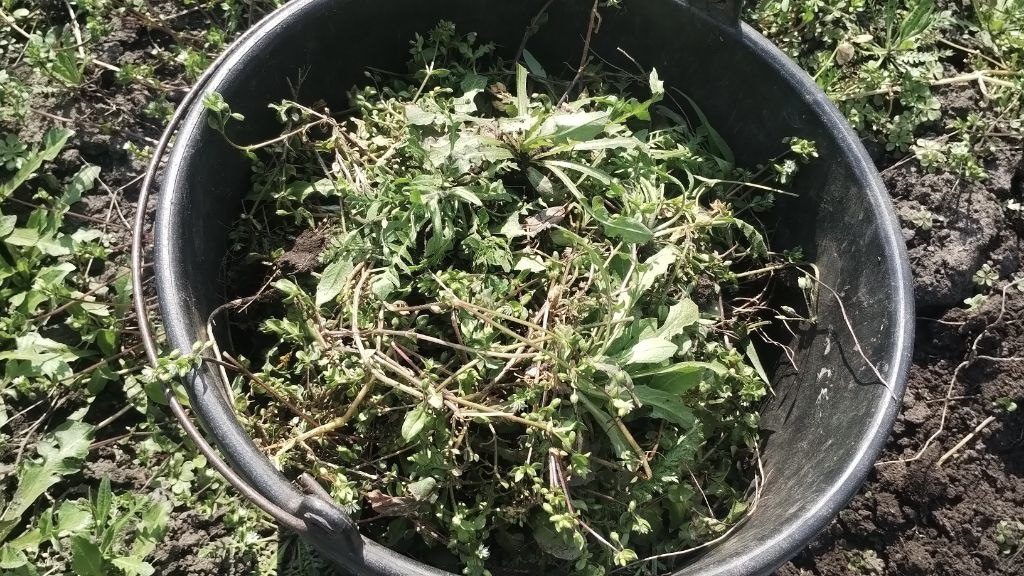 Городники розповіли, як із користю використовувати на дачі бурʼяни. Фото: Добрі новини 