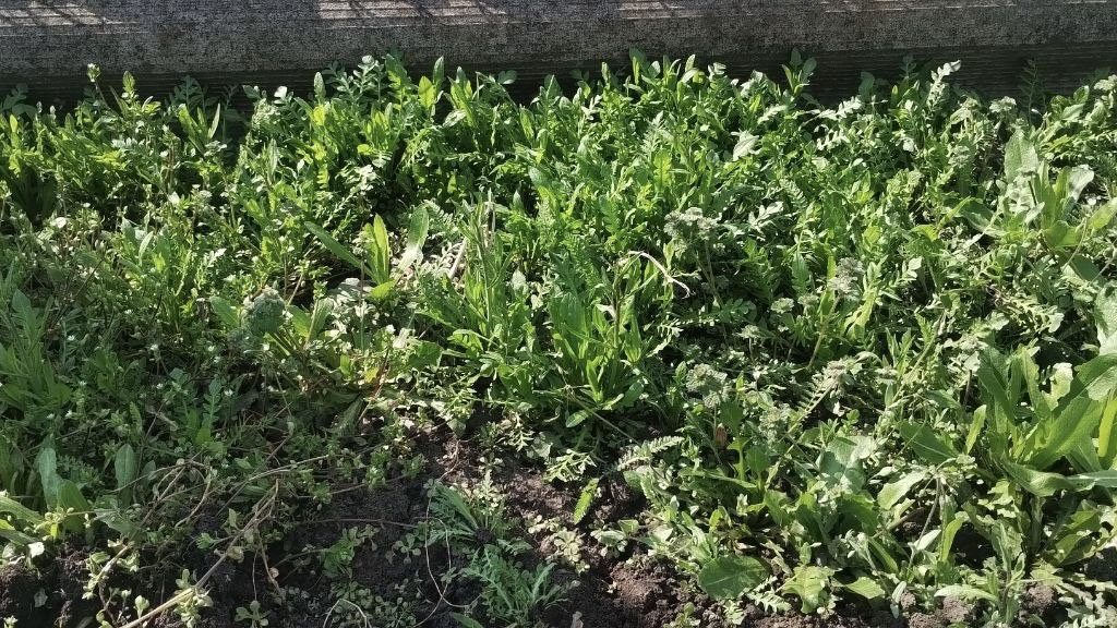 Городники розповіли, як із користю використовувати на дачі бурʼяни. Фото: Добрі новини 