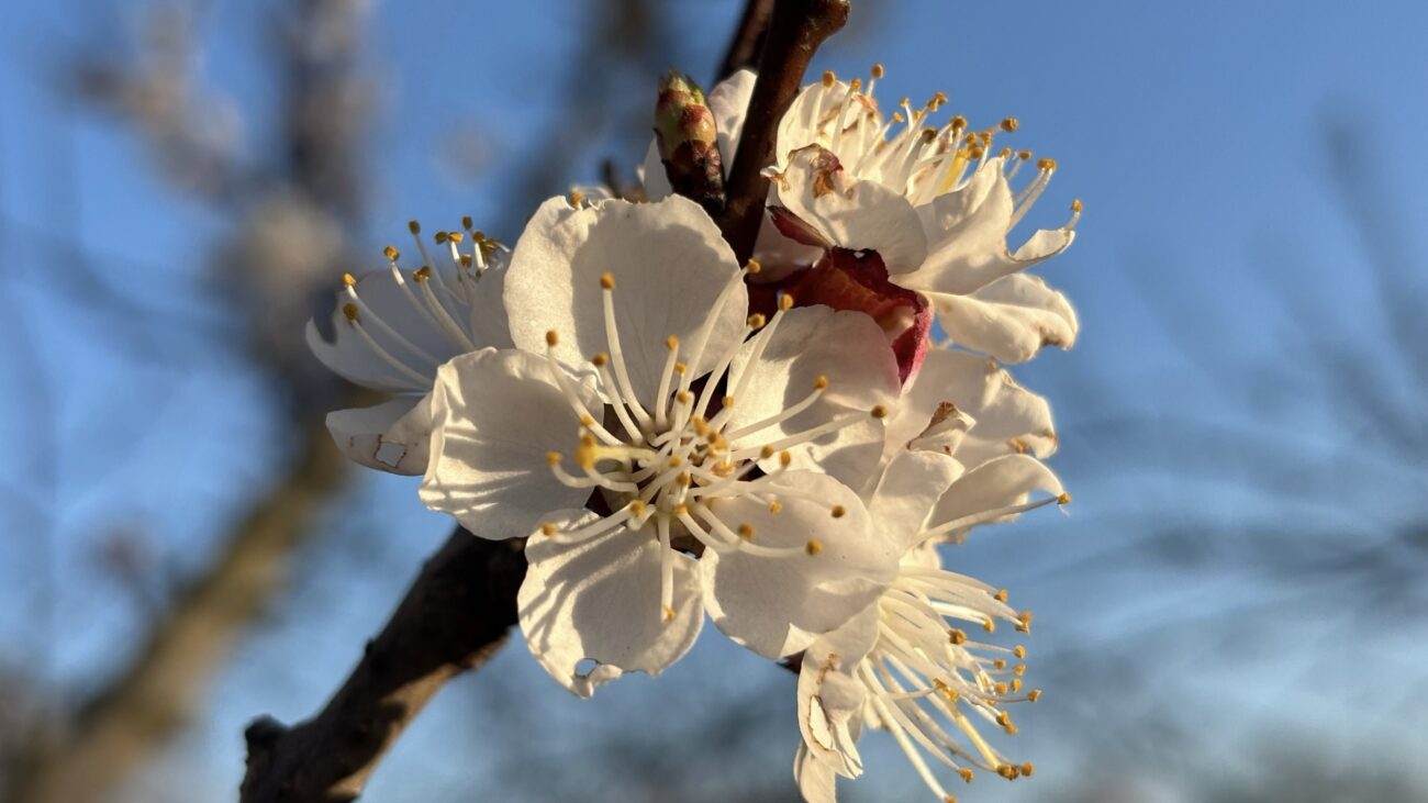 Садівники розповіли, як обробити абрикос навесні від плодожерки. Фото: Добрі новини Садівники розповіли, як обробити абрикос навесні від плодожерки. Фото: Добрі новини