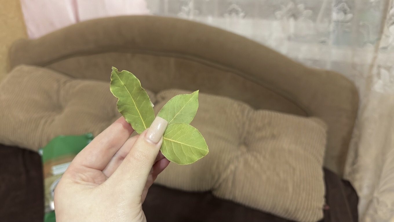 Господині розповіли, навіщо класти лавровий лист під подушку. Фото: Добрі новини  