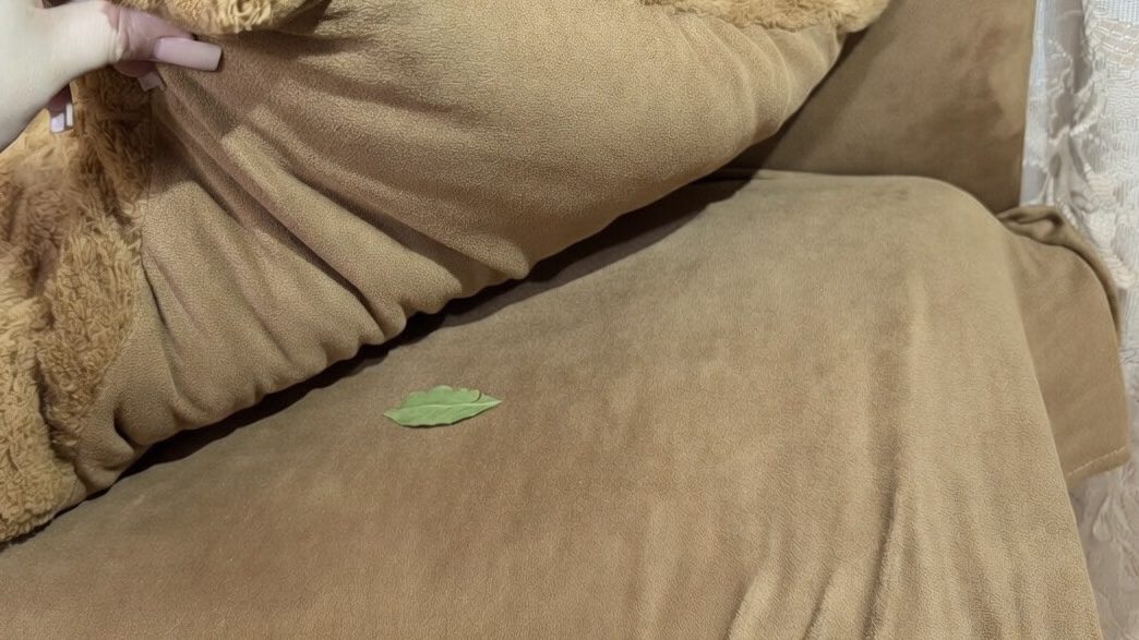 Господині розповіли, навіщо класти лавровий лист під подушку. Фото: Добрі новини Господині розповіли, навіщо класти лавровий лист під подушку. Фото: Добрі новини