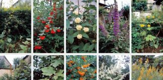 Городники розповіли, які чагарники не можна садити на подвірʼї. Фото: Добрі новини 