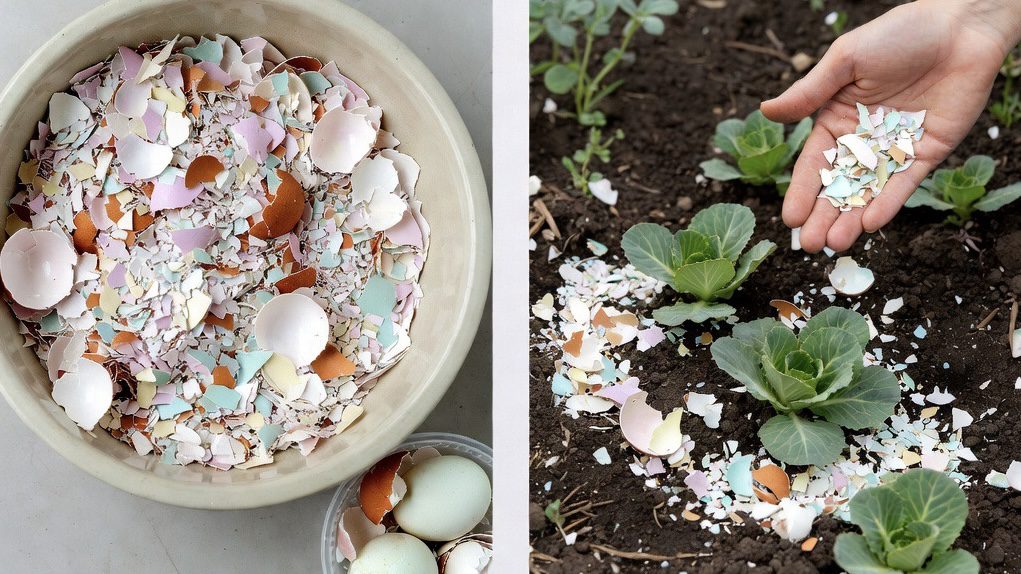 Господині розповіли, навіщо яєчну шкаралупу розсипати на городі. Фото: Добрі новини 