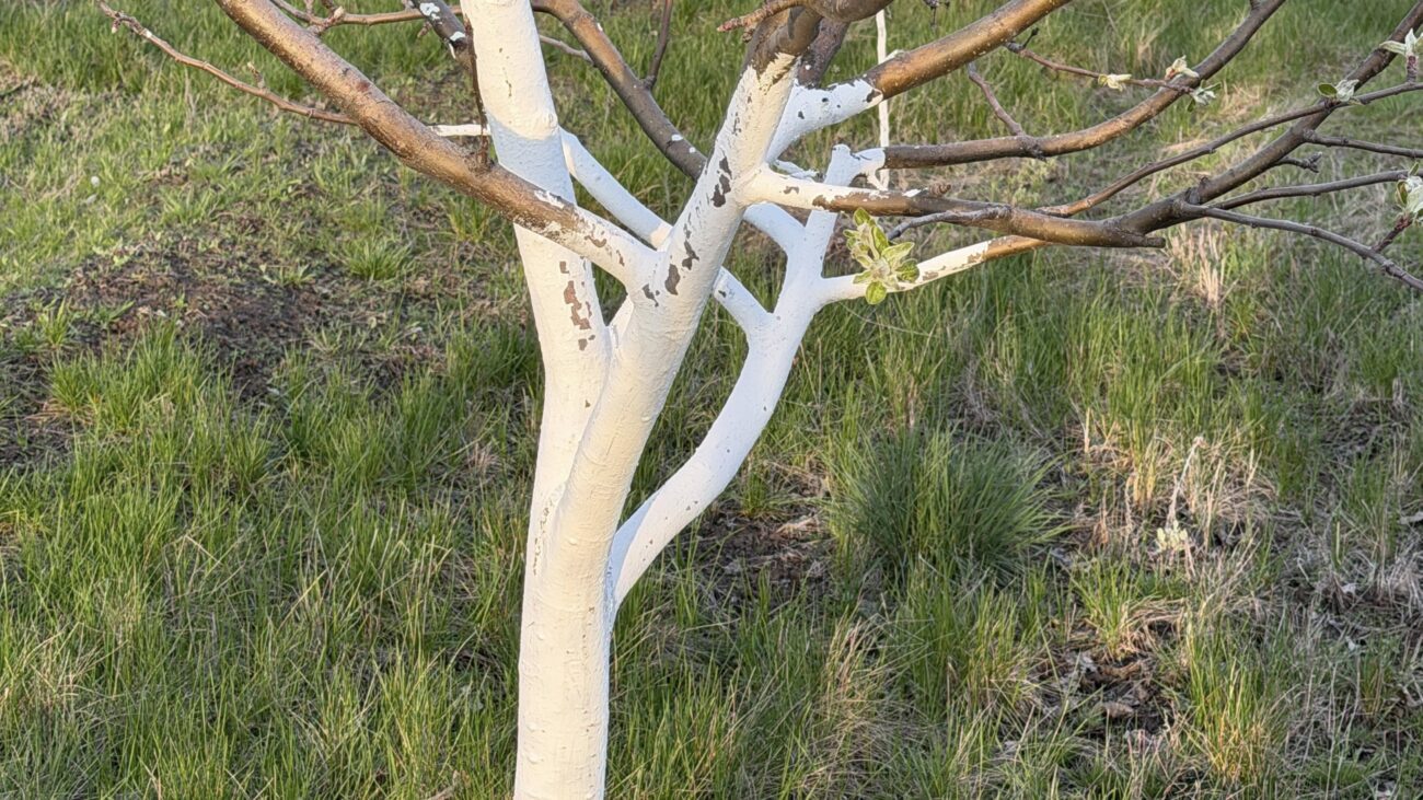 Дачники розповіли, у який період весни можна білити фруктові дерева. Фото: Добрі новини 
