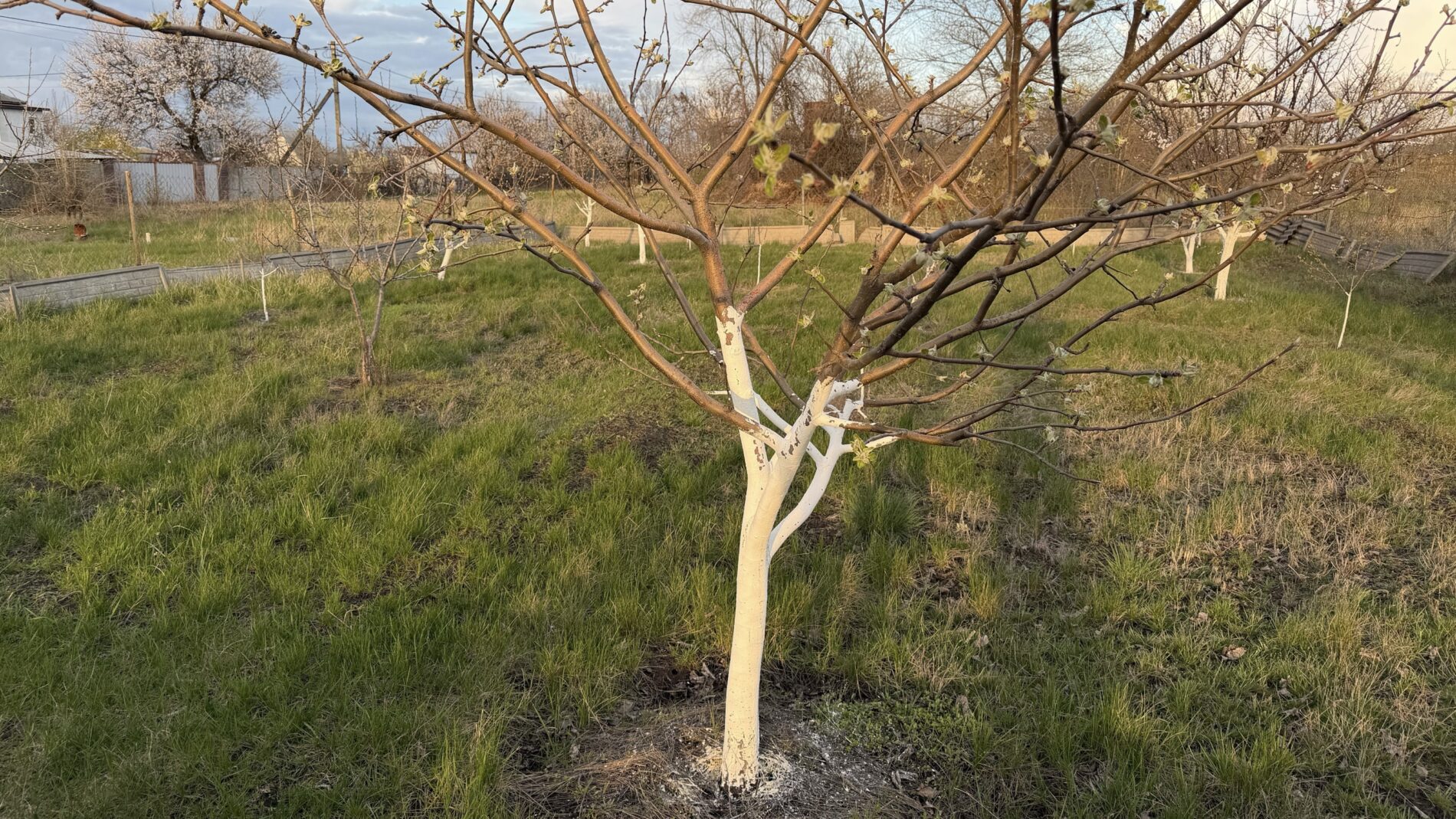 Дачники розповіли, у який період весни можна білити фруктові дерева. Фото: Добрі новини  