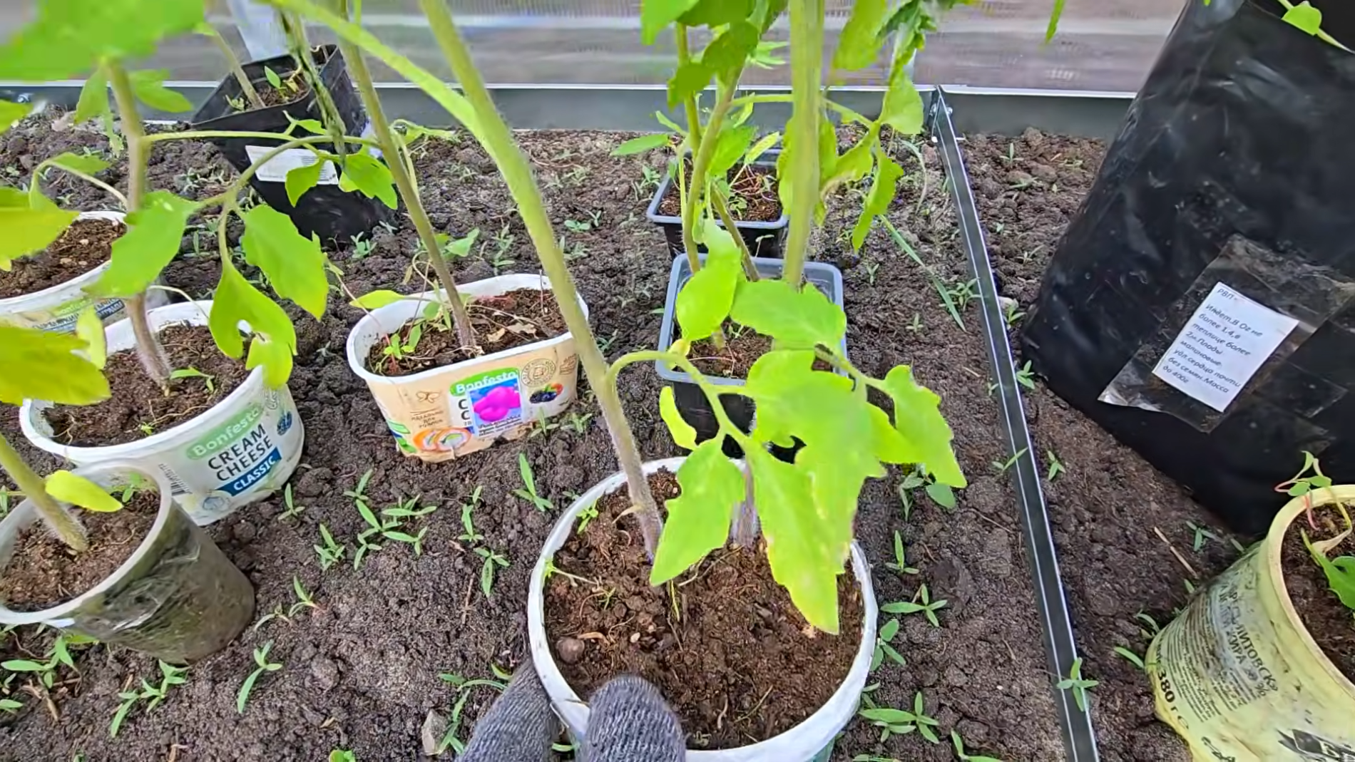 Городники розповіли, як визначити момент для висадки розсади томатів. Фото: YouTube