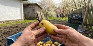 Картопля Королева Анна – один з найкращих сортів, якщо вміти його вирощувати