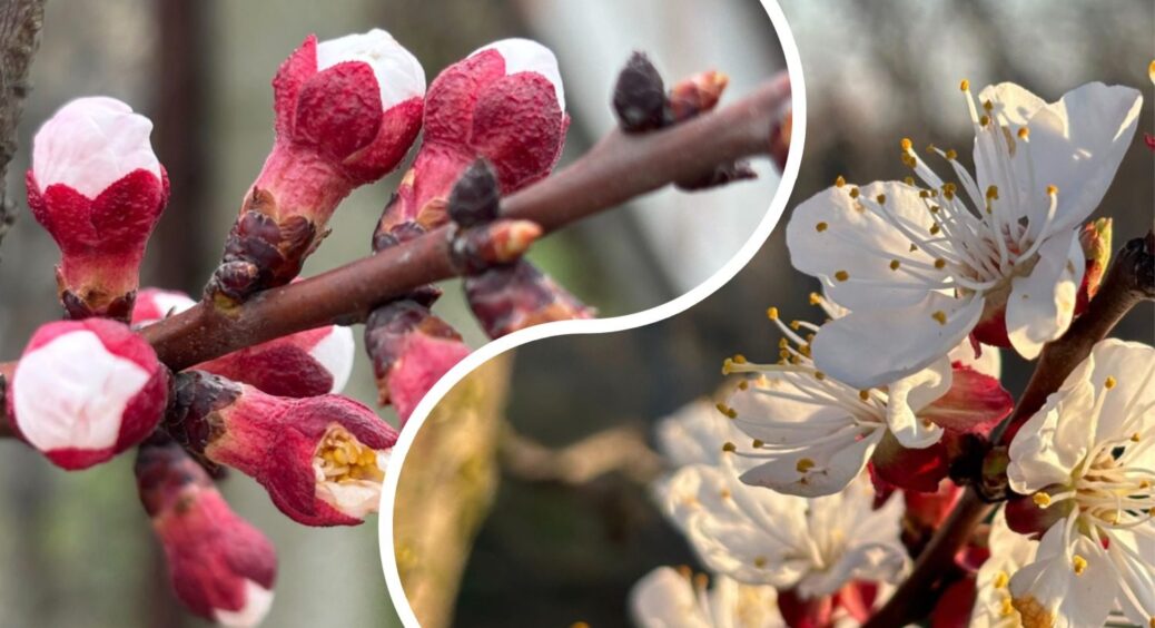 Ще встигаю: коли та чим обробити абрикос та персик від моніліозу – дідусь дав “шпаргалку”, ділюся 