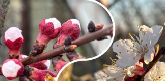 Садівники розповіли, коли і чим обробити персик та абрикос від моніліозу. Фото: Добрі новини
