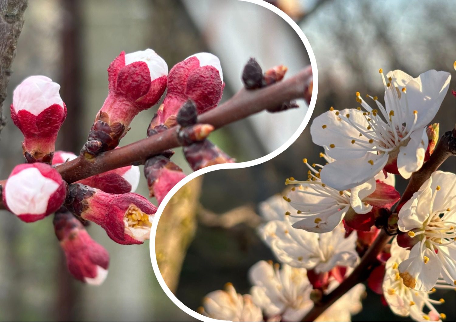 Садівники розповіли, коли і чим обробити персик та абрикос від моніліозу. Фото: Добрі новини