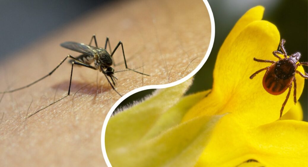 Вже давно не страждаю від укусів комарів: 1 простий засіб захищає мене і дітей навіть від кліщів 