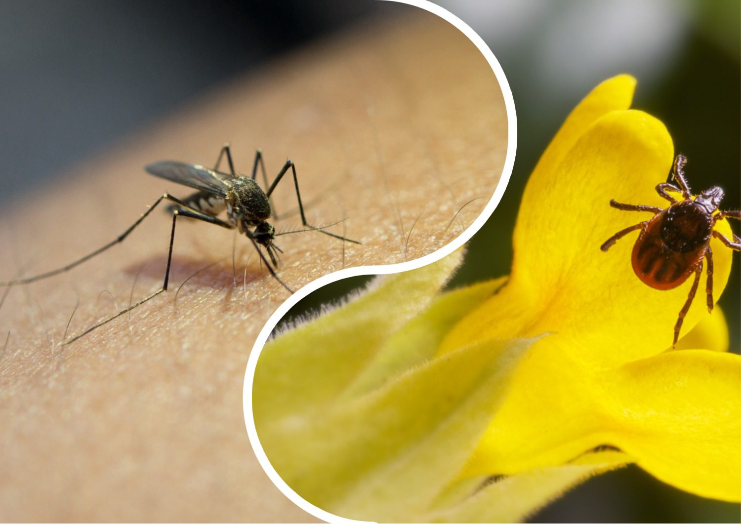 Експерти поділилися рецептом розчину для захисту від кліщів і комарів. Фото: Freepik