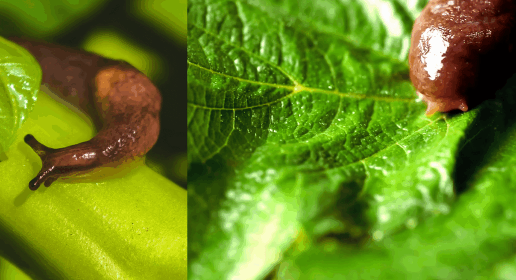 Моя свекруха 40 років так робить – і жоден равлик не наважується заповзти на її зразковий город: 3 складові 