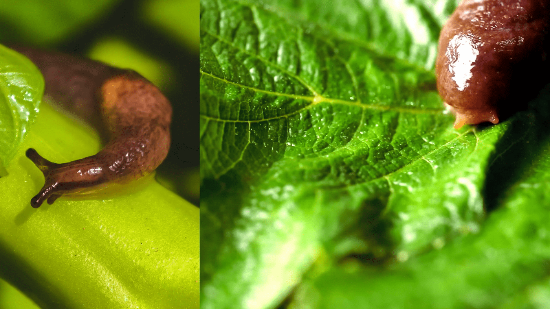 Городники розповіли про простий спосіб позбутися равликів на городі. Фото: YouTube/PLANTS