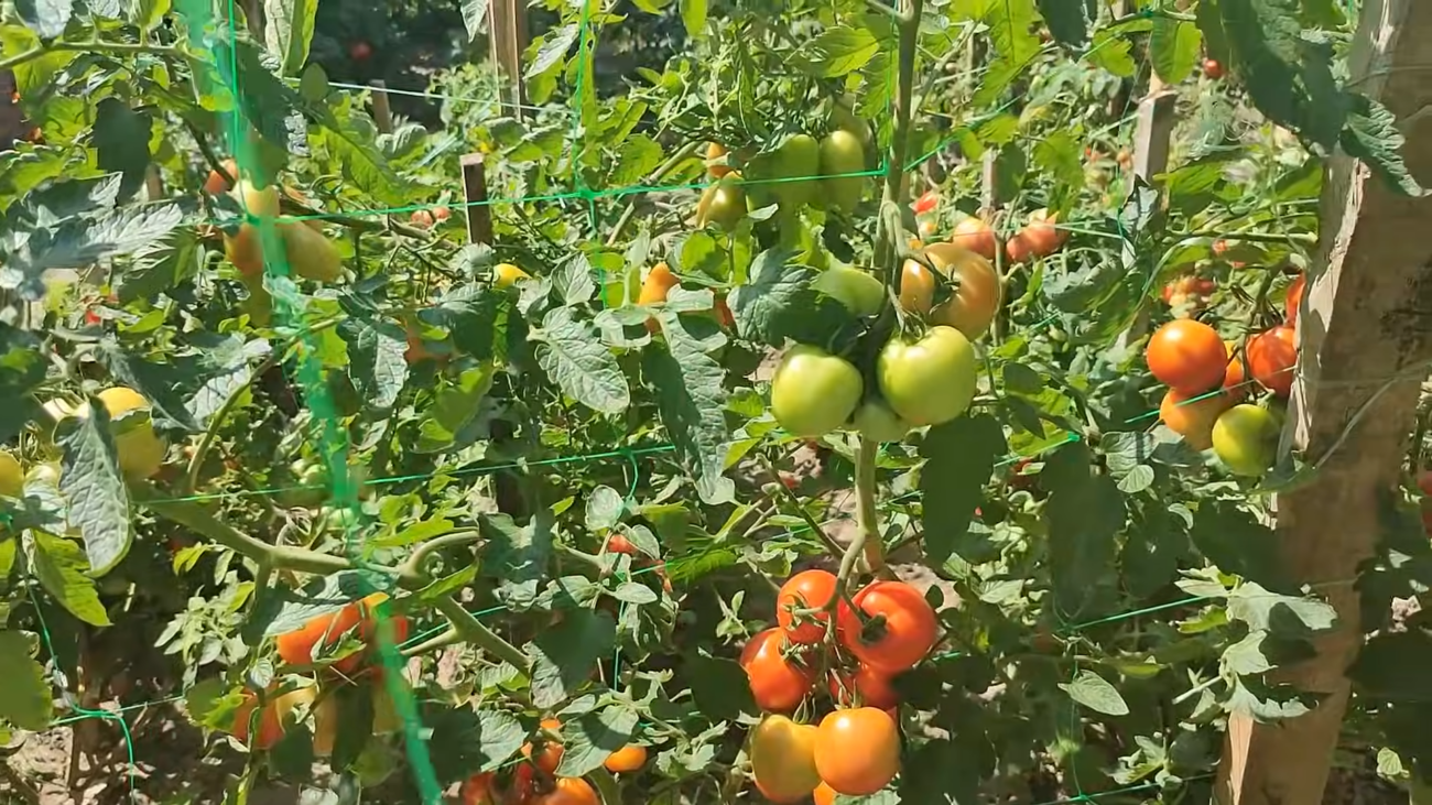 Городники розповіли, чим підживити томати у квітні. Фото: YouTube/ДІМ ТА ПРИСАДИБНА ДІЛЯНКА Городники розповіли, чим підживити томати у квітні. Фото: YouTube/ДІМ ТА ПРИСАДИБНА ДІЛЯНКА