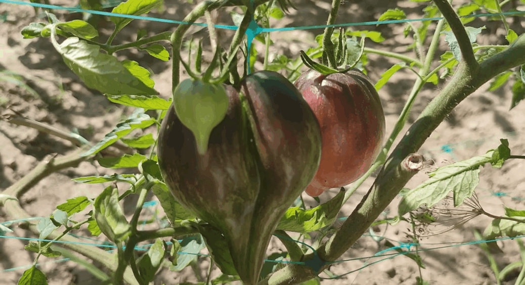 Та хоч 100 нових сортів виведіть – я ці 7 садила, саджу і буду садити: високорослі томати, які не зрадять 