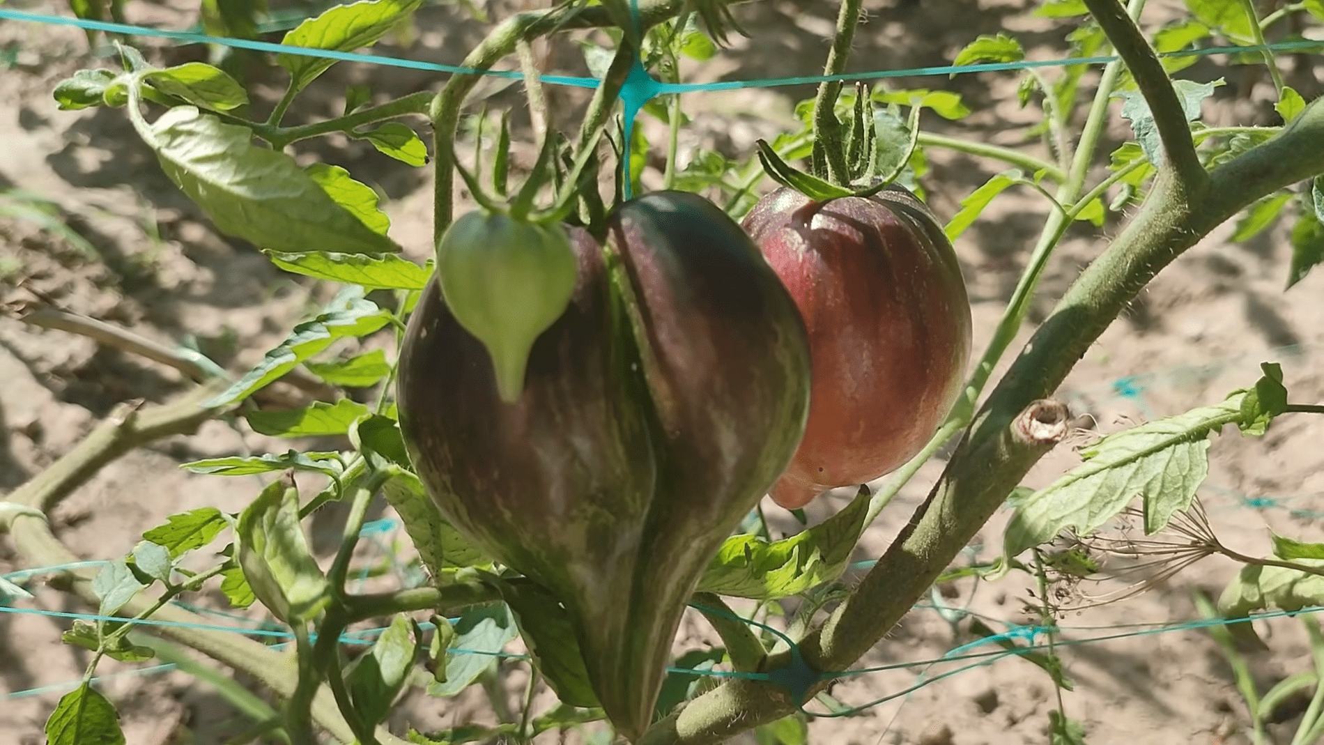 Городники назвали найкращі сорти високорослих томатів. Фото: YouTube/ДІМ ТА ПРИСАДИБНА ДІЛЯНКА