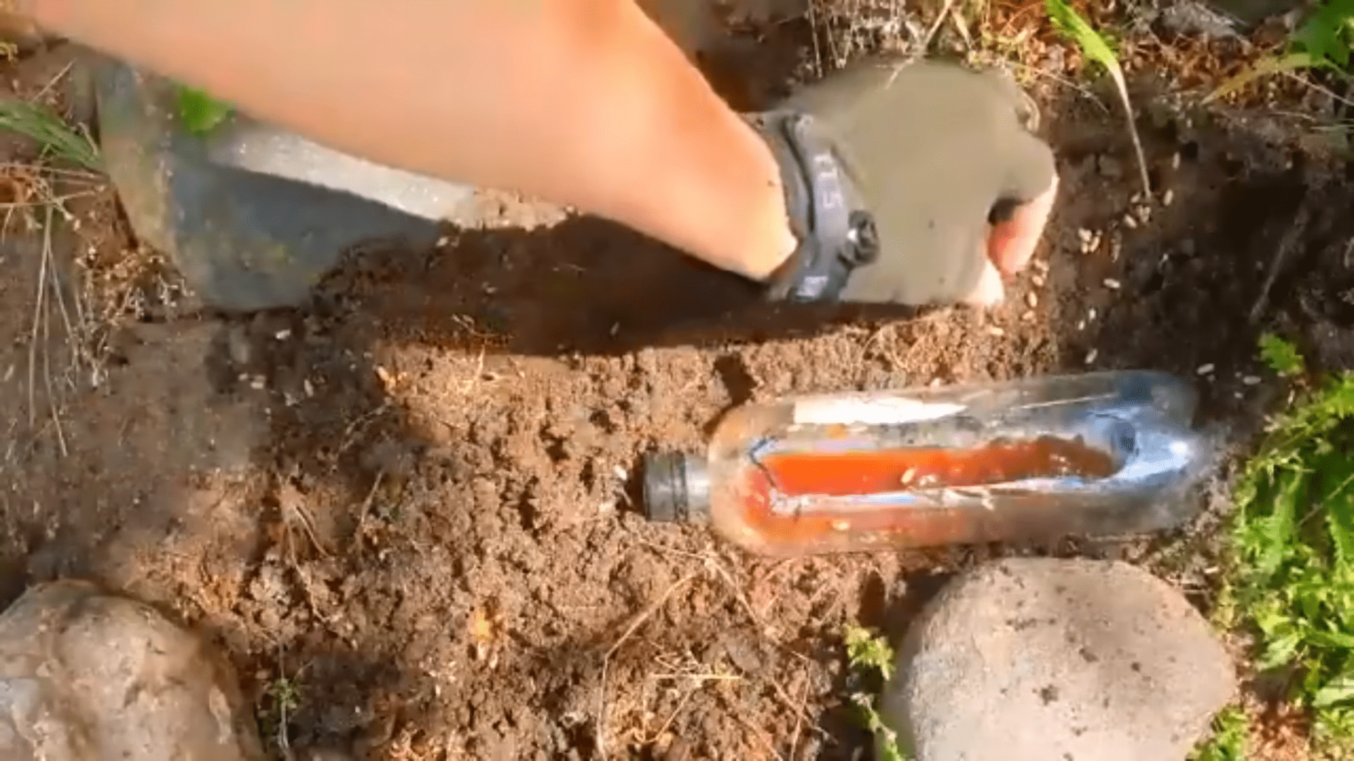 Дачники розповіли, як без хімії позбутися мурах і попелиці на ділянці. Фото: YouTube